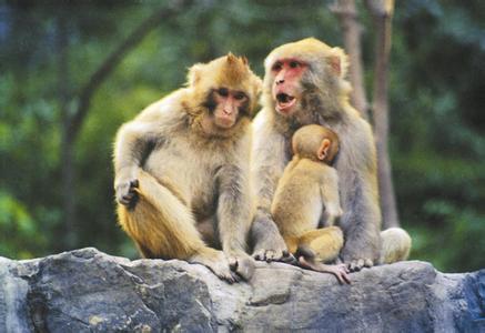 野生猴子为同伴接生照片曝光 说说动物王国里