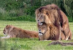 场面尴尬!英国两头雄狮同性交配 母狮一旁看热闹