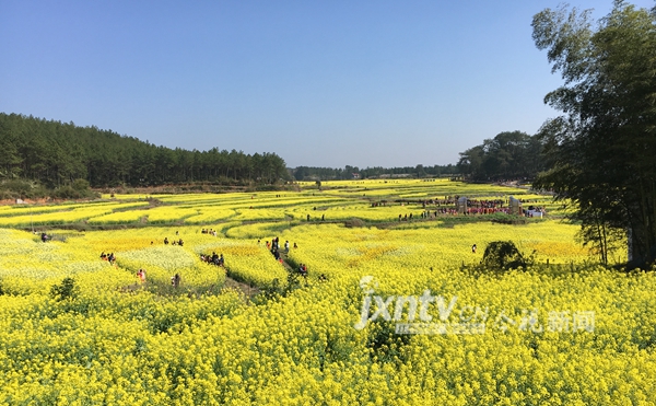 万安县田北农民画村荣膺"华东最美油菜花村"称号