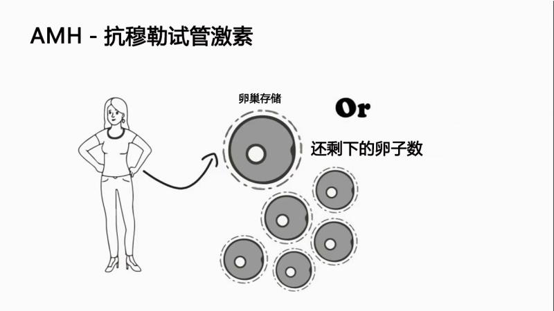 试管婴儿专家Dr Mor给你讲:AMH那些事儿