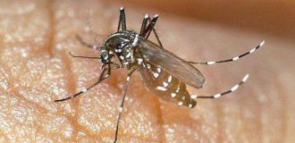 全国首份蚊子预警地图出炉 “人蚊大战”最全攻略，拿走不谢！