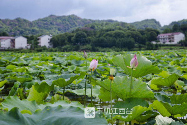 贵溪市天禄镇百亩荷花盛开令人心旷神怡