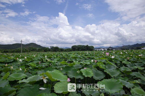 贵溪市天禄镇百亩荷花盛开令人心旷神怡