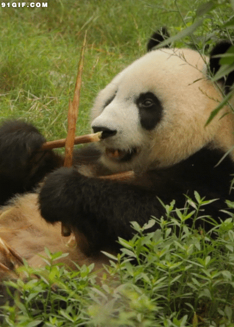 世界最老大熊猫盼盼迎30岁生日 告诉你