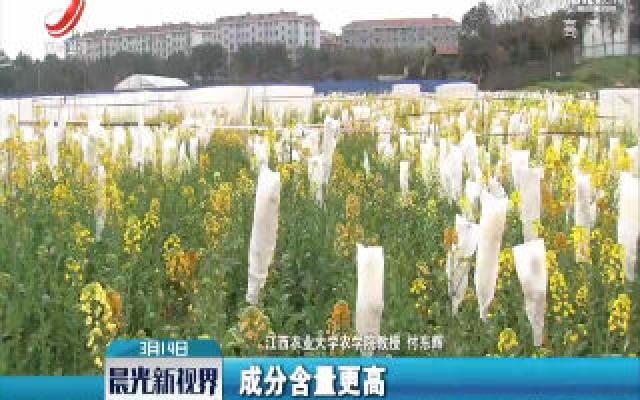 付东辉:培育出27种彩色油菜花