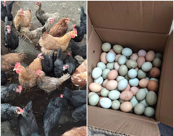 何木兰自家养的鸡和鸡蛋
