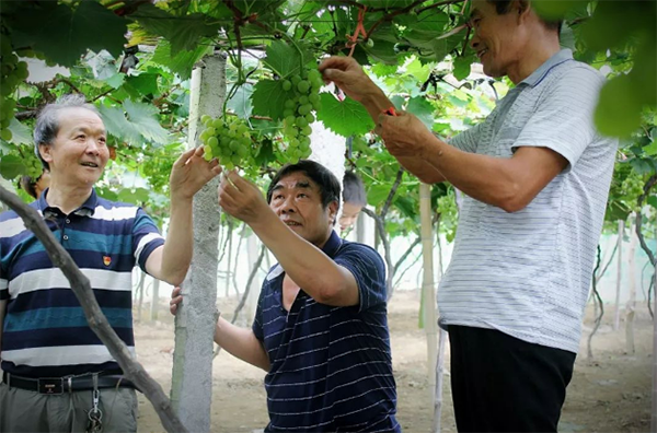 技术员指导葡萄种植技术