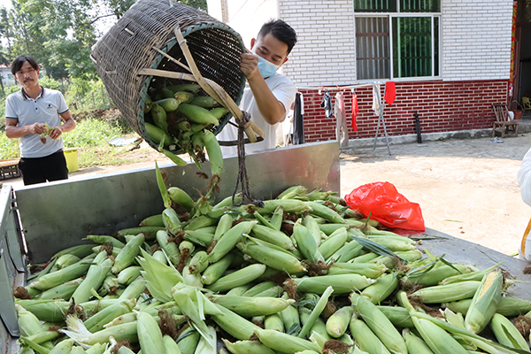 萍乡上栗：“玉”你在一起，6万斤滞销水果玉米等你来