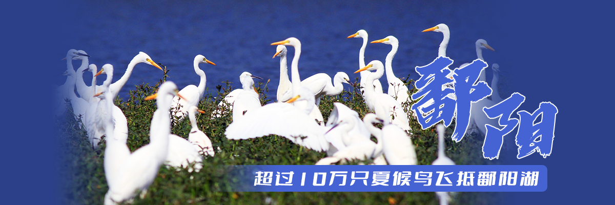 鄱陽：超過10萬只夏候鳥飛抵鄱陽湖