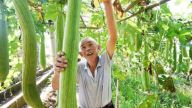 抚州黎川县丝瓜产业促增收