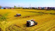 抚州临川区：七十万亩晚稻黄 抢时机割丰收忙