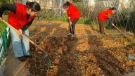 高安市第十三小学开展“本草种植，药韵飘香”主题党日活动