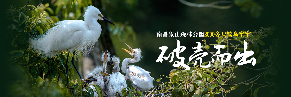 南昌象山森林公园2000多只鹭鸟宝宝破壳而出