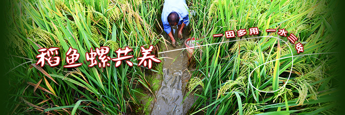  Co breeding of rice, fish and snail: multiple uses, one water and three harvests in one field
