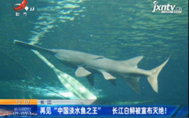 再见“中国淡水鱼之王” 长江白鲟被宣布灭绝