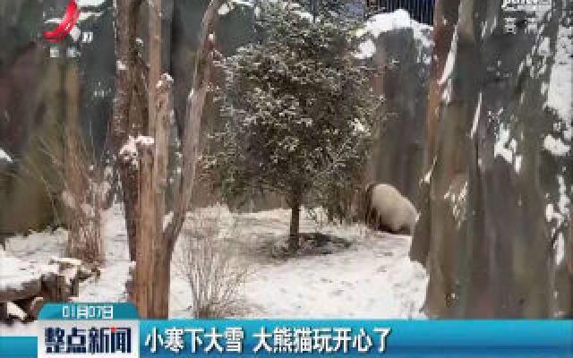 青海西宁：小寒下大雪 大熊猫玩开心了