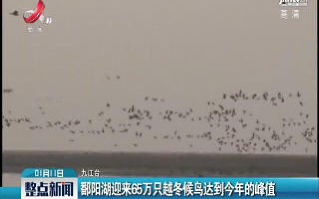 鄱阳湖迎来65万只越冬候鸟达到2020年的峰值