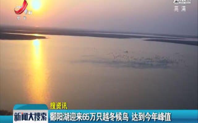 鄱阳湖迎来65万只越冬候鸟 达到2020年的峰值