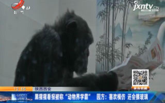 陕西西安：黑猩猩看报被称“动物界学霸” 园方称喜欢模仿 还会擦玻璃