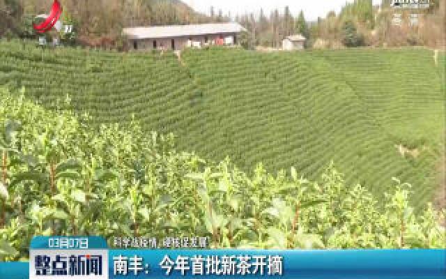 【科学战疫情 硬核促发展】南丰：2020年首批新茶开摘
