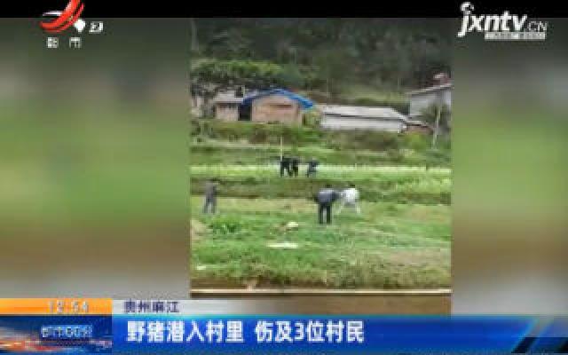 贵州麻江：野猪潜入村里 伤及3位村民