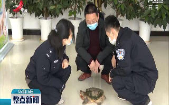靖安：村民发现“鳄龟”民警及时处理