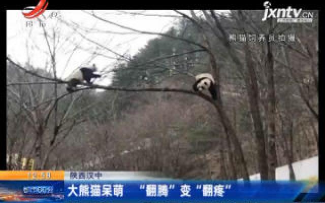 陕西汉中：大熊猫呆萌“翻腾”变“翻疼”