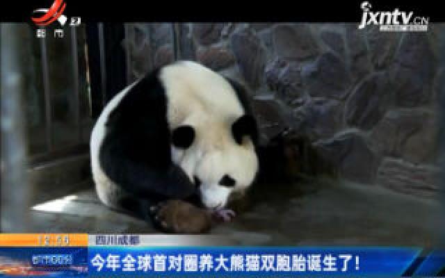 四川成都：2020年全球首对圈养大熊猫双胞胎诞生了！
