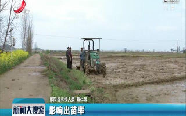 江西扩大早稻面积 确保国家粮食安全