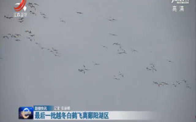 最后一批越冬白鹤飞离鄱阳湖区 