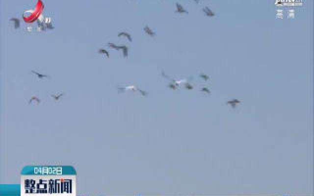 冬去春来 鄱阳湖最后600多只白鹤开启北迁之旅