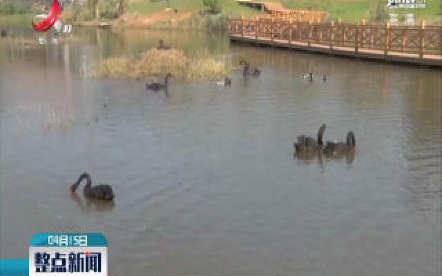 上饶：8只黑天鹅宝宝在鄱阳湖国家湿地公园成功孵化