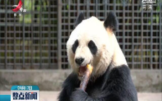 四川：丛林偶遇野化培训大熊猫