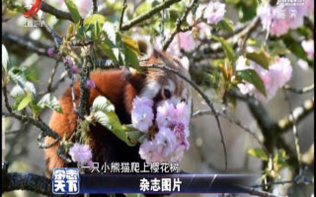 英国：一只小熊猫爬上樱花树 大概是闻到了花香