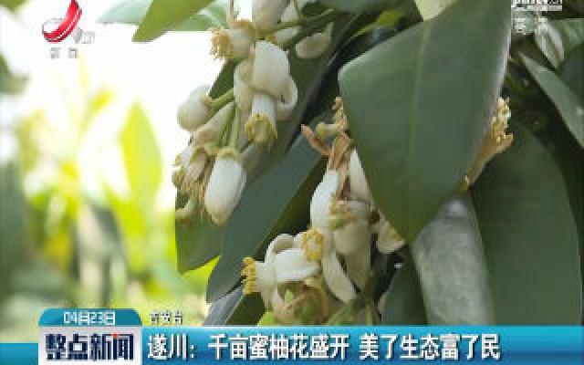 遂川：千亩蜜柚花盛开 美了生态富了民