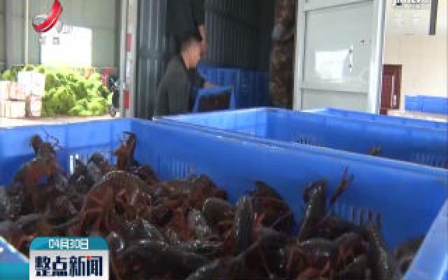 鄱阳县：小龙虾市场回暖 日交易量超过7万斤