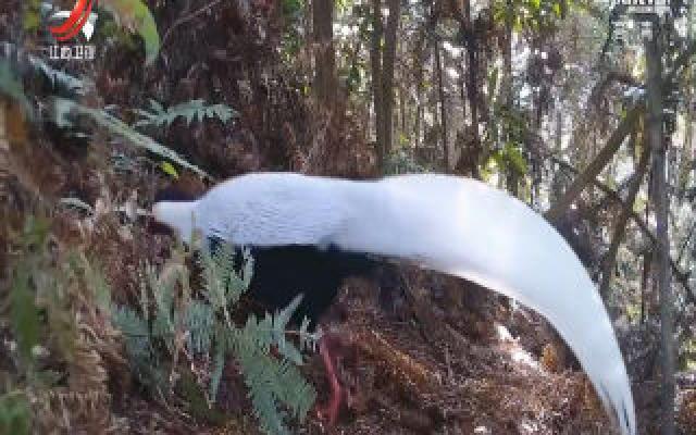 九岭山保护区发现国家二级保护动物白鹇