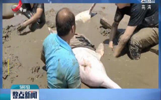 广东台山：中华白海豚误入内河搁浅 救援团队7小时成功解救