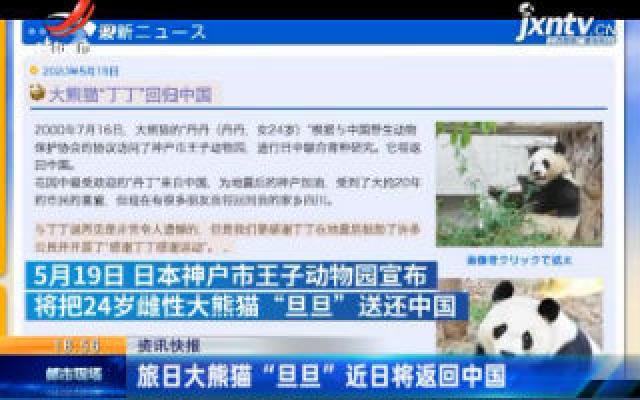 旅日大熊猫“旦旦”近日将返回中国