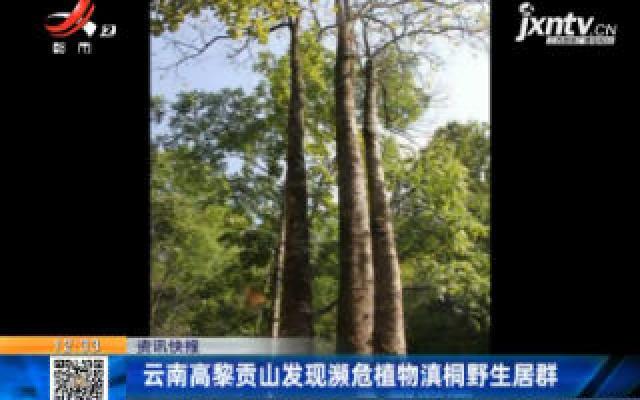 云南高黎贡山发现濒危植物滇桐野生居群