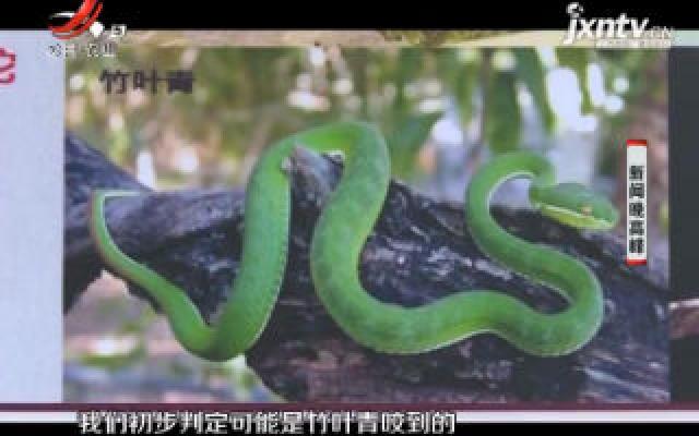 广东：夏季蛇出没 小贴士请收下