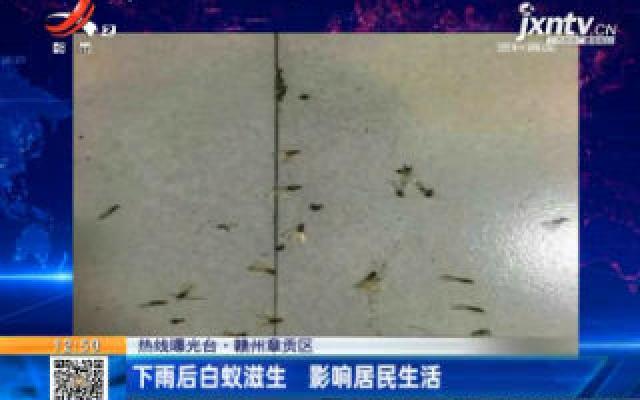 【热线曝光台】赣州章贡区：下雨后白蚁滋生 影响居民生活