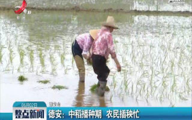德安：中稻播种期 农民插秧忙