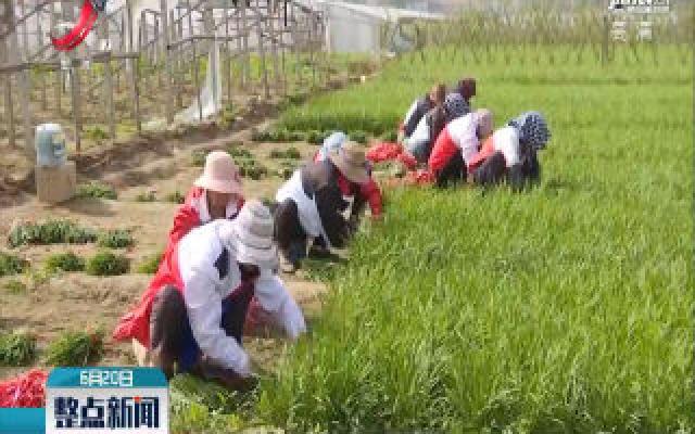 河北廊坊：多措并举保北京蔬菜供应