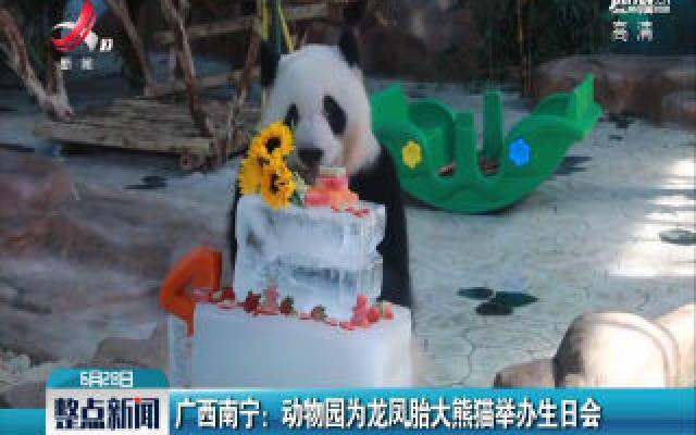 广西南宁：动物园为龙凤胎大熊猫举办生日会