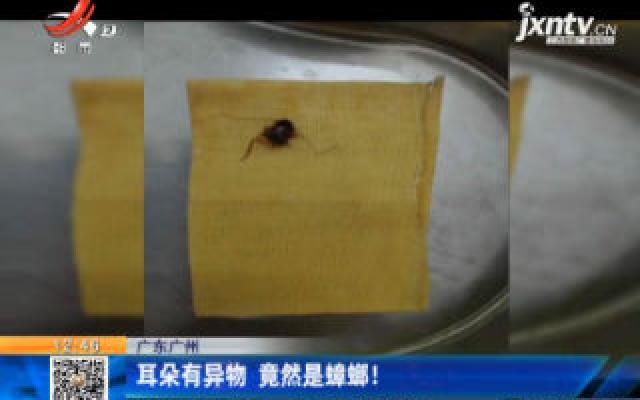 广东广州：耳朵有异物 竟然是蟑螂！