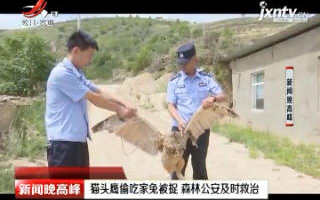 陕西：猫头鹰偷吃家兔被捉 森林公安及时救治
