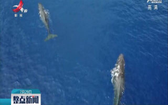 我国科研人员在南海记录到抹香鲸等11个鲸类物种