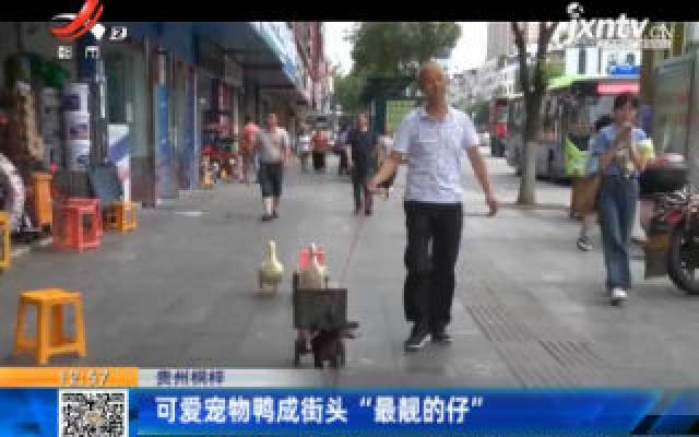 贵州桐梓：可爱宠物鸭成街头“最靓的仔”