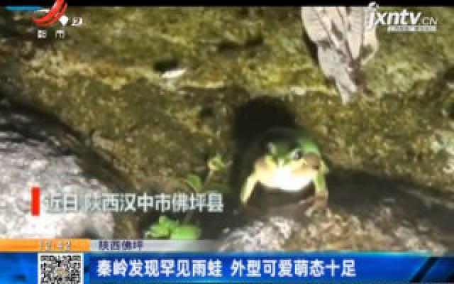 陕西佛坪：秦岭发现罕见雨蛙 外型可爱萌态十足